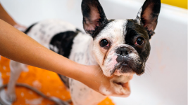 a French Bulldog staring at you