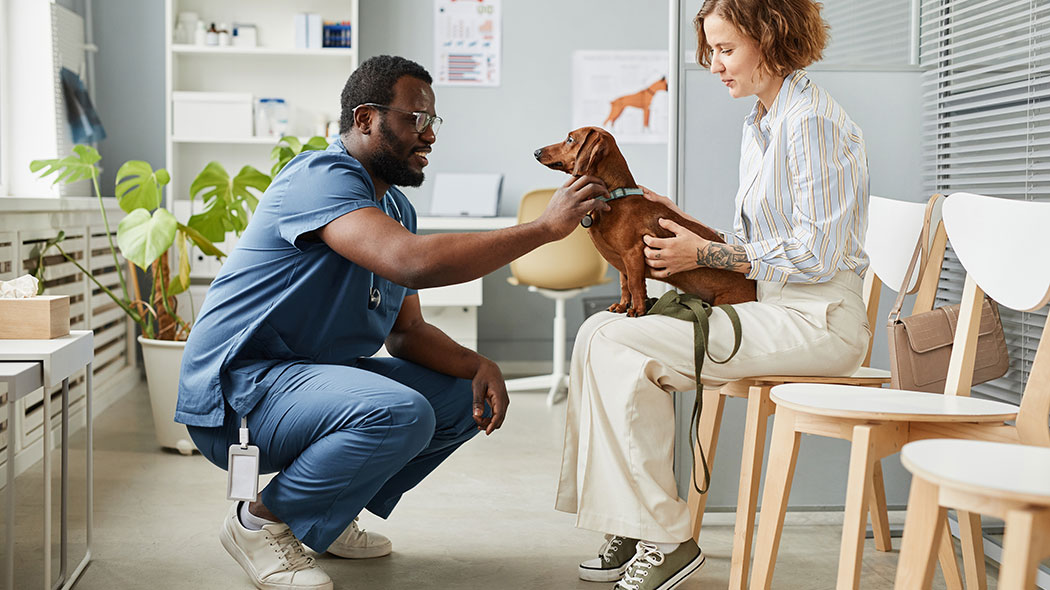 Vet is leaning down to pet a brown dachshund sitting on its owner’s lap.