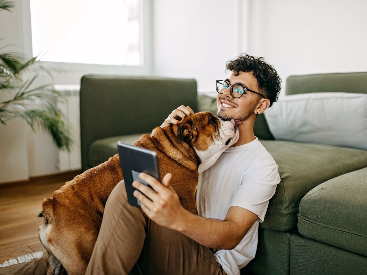 a bulldog wanting attention