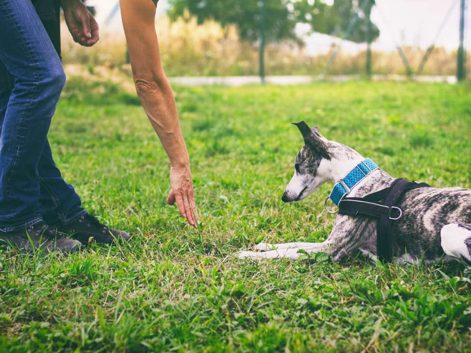 dog obeys command to lie down