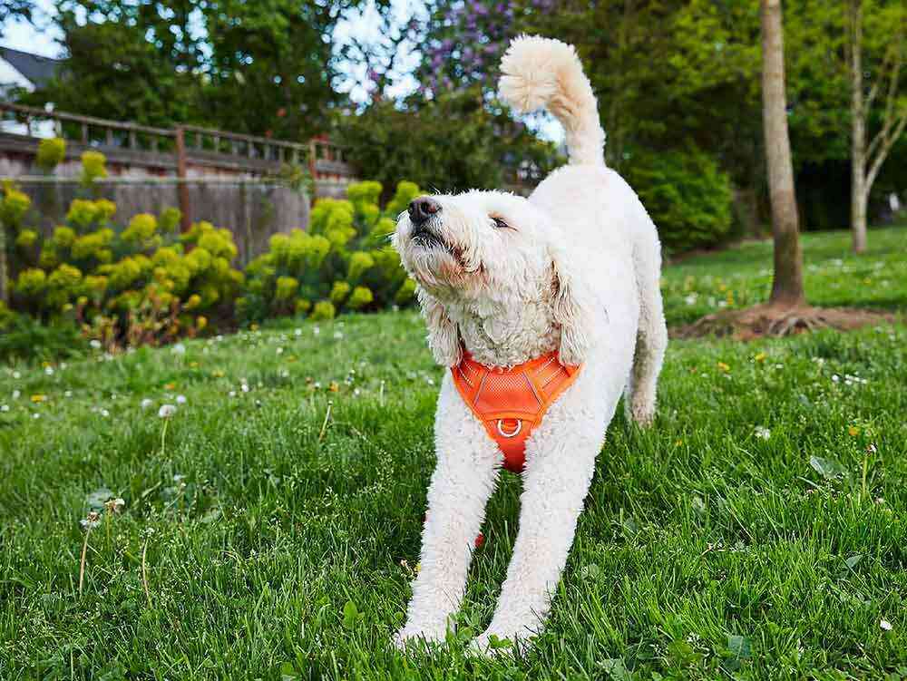 your dog need space