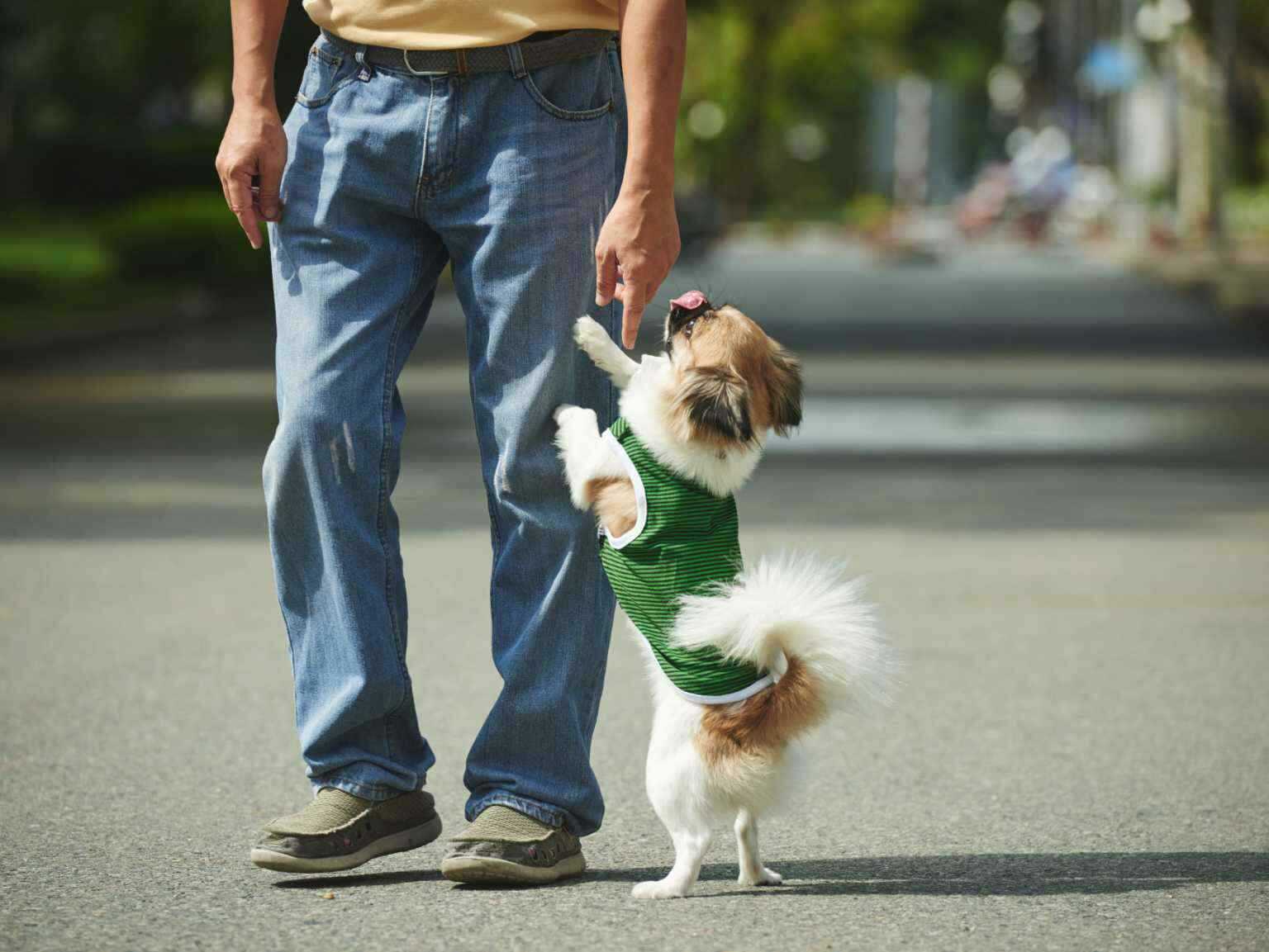 puppy jumping on leg