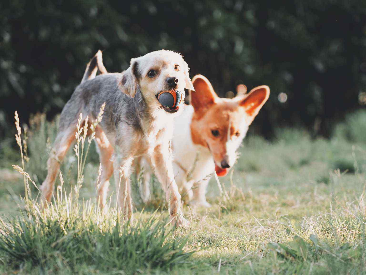 two dogs play with ball in park