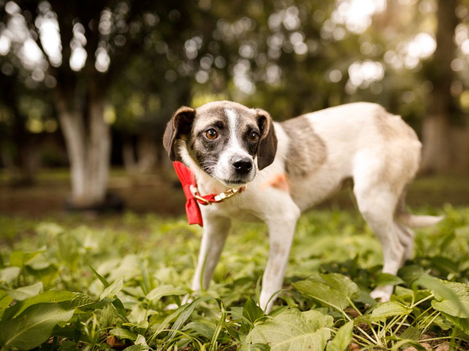 Dog walking on grass