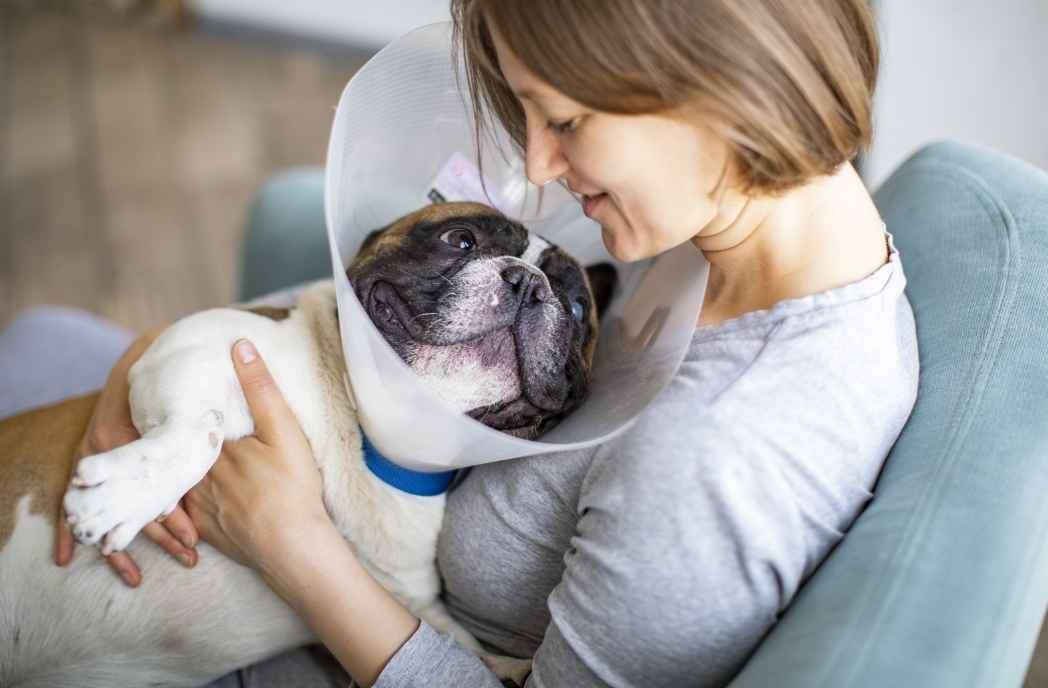 A bulldog wearing an Elizabethan collar snuggles its owner