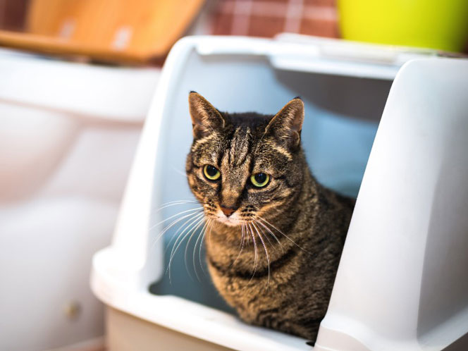 A cat looking outside a litter box