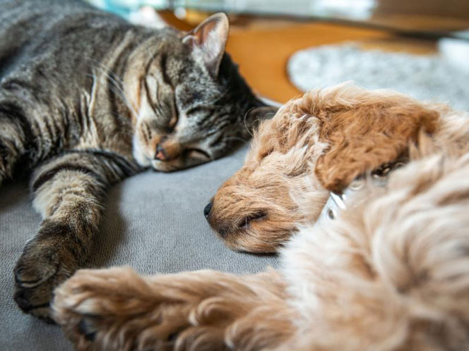 A cat and dog laying next to each other on the floor