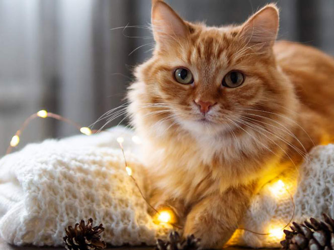 An orange cat laying on string lights