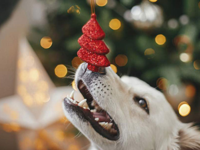 A dog bumping its nose on an ornament