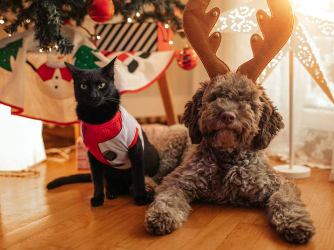 A cat and dog dressed for the holiday season
