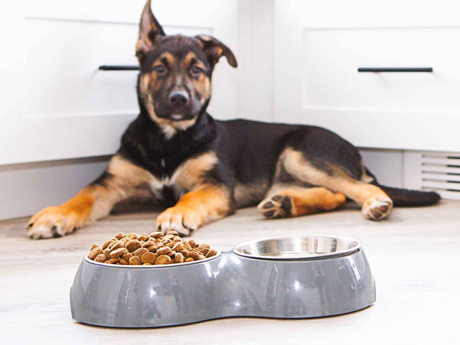 A dog laying by a full bowl of food