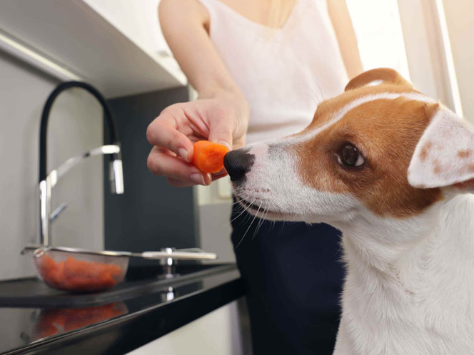 A dog sniffing a carrot from its owner