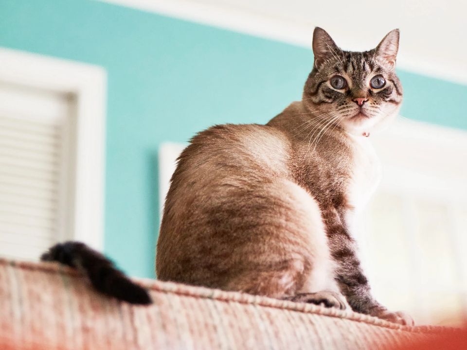 cat sits back rest couch