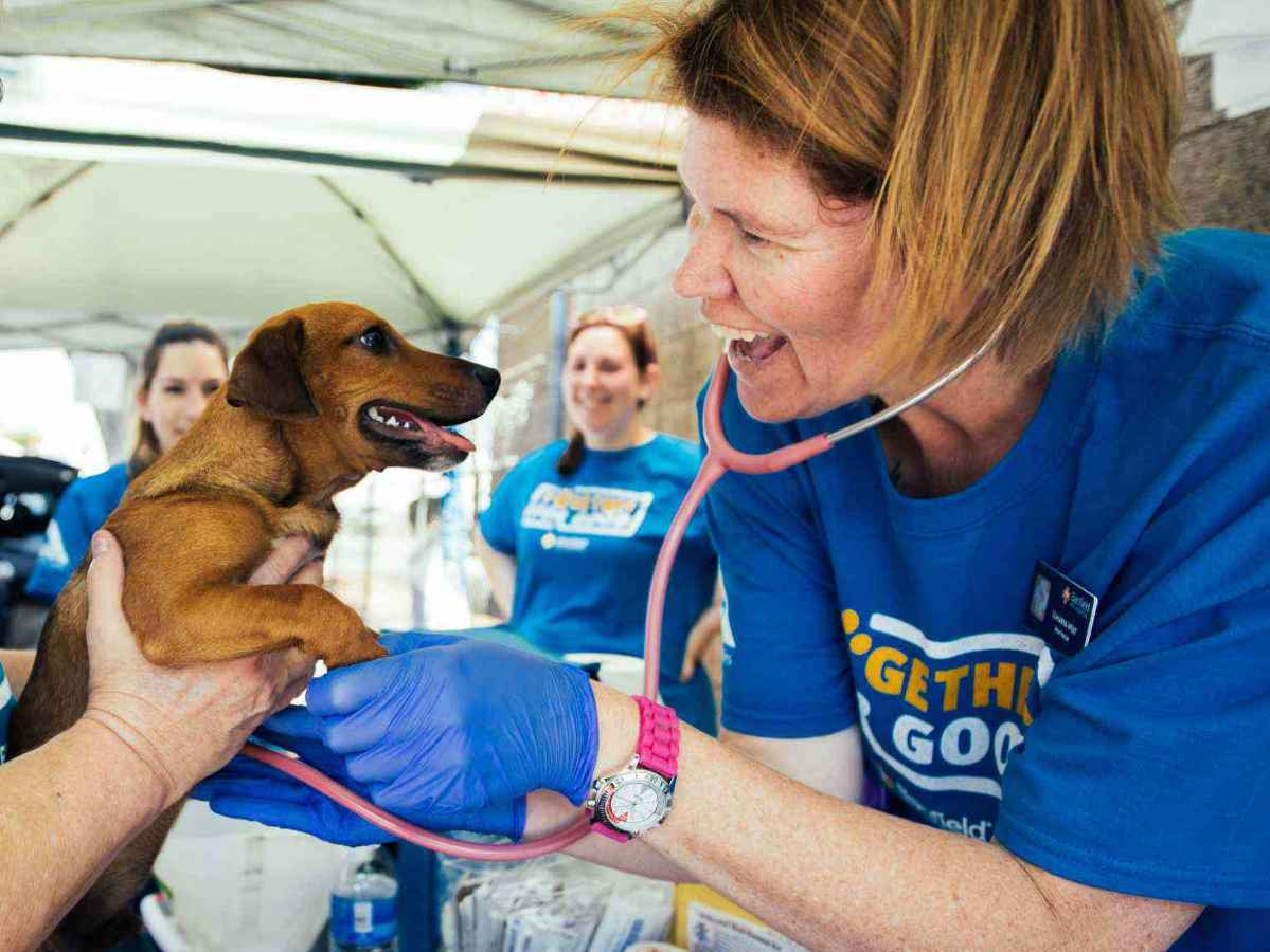 Promoting pet wellness through preventive care for animals in need