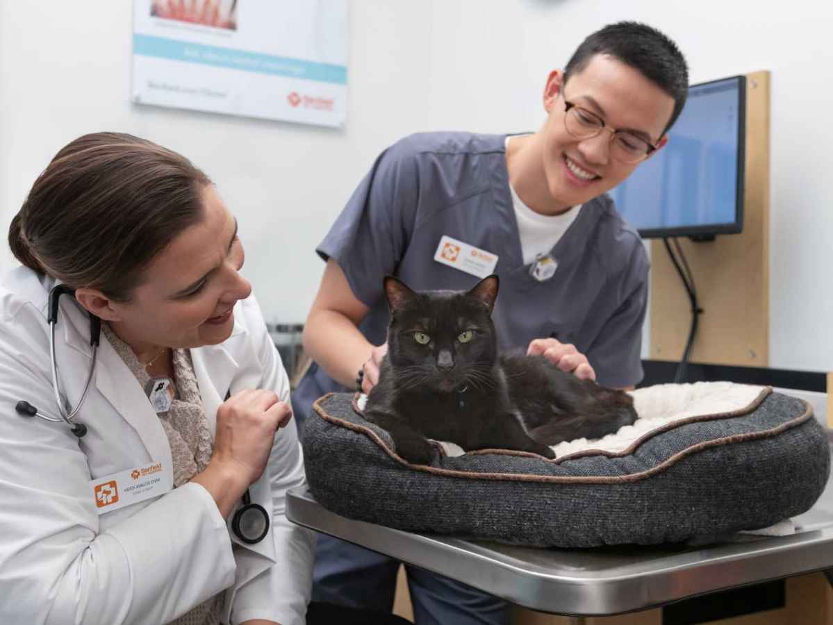 Banfield veterinary team providing preventive care to a cat