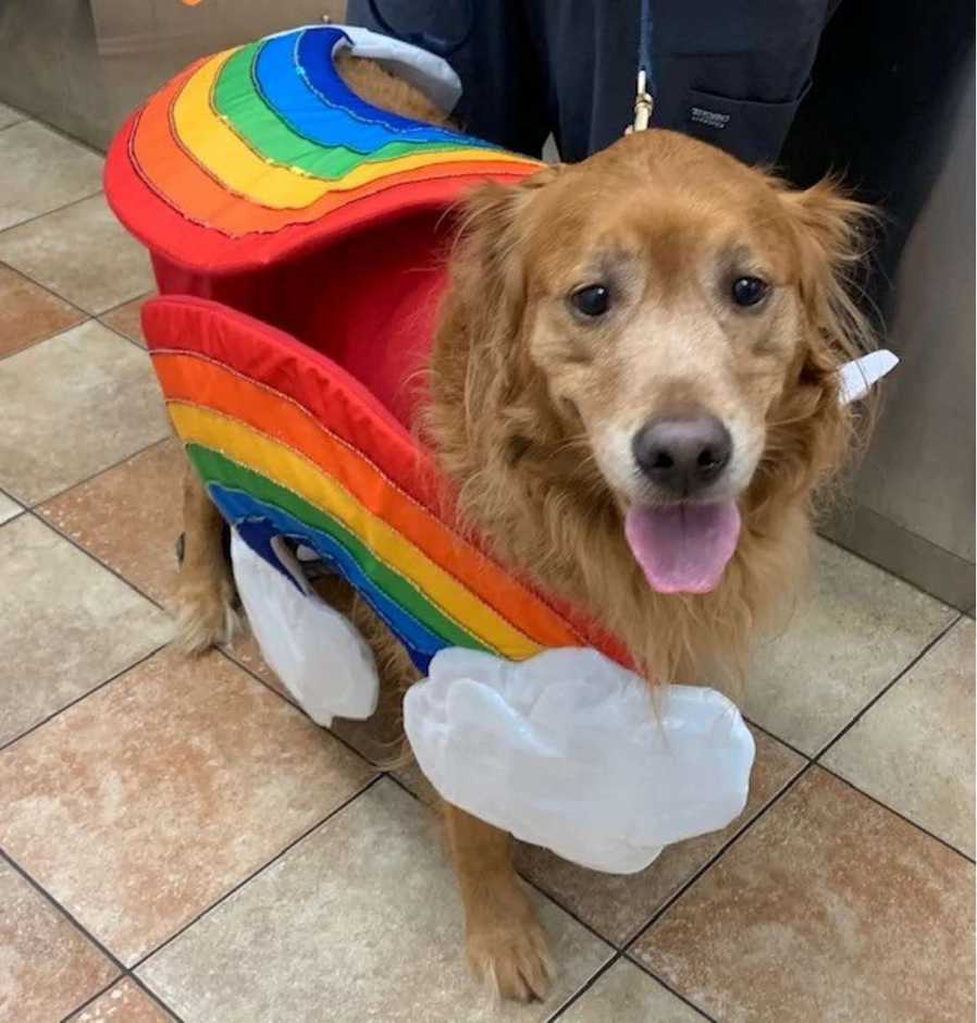 A dog in a rainbow costume at the Banfield Pet Hospital, Slidell S, LA