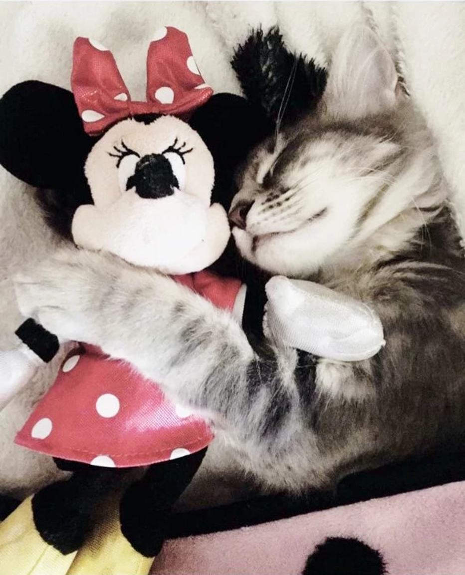 A kitten with a stuffed toy at the Banfield Pet Hospital, Covington, LA